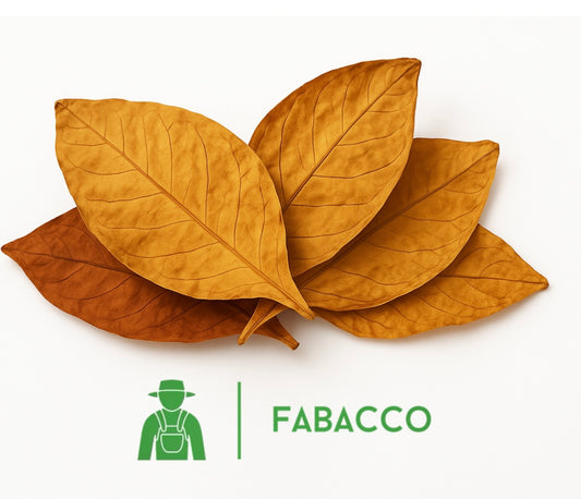 FEUILLES DE TABAC - ORIENT SAMSOUN ( ORIENTAL )