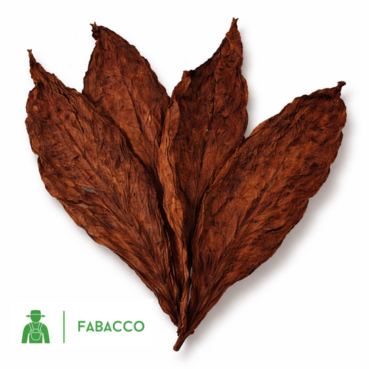 FEUILLES DE TABAC - KENTUCKY